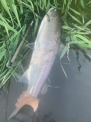 Sea Trout Fishing Very Poor