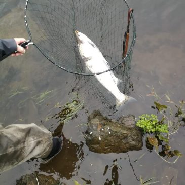 One Month Into the Season and the Smolt Run is on