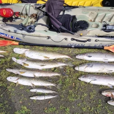 River Glyde Fish Kill Highlights Urgent Need for River Protection